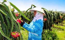 Lo Trung Quốc không "ăn" hàng, nông dân làm thanh long VietGAP