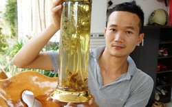 Quảng Nam: Loại củ xù xì, nhỏ xíu mà hằng tháng “ẵm” hơn 4 tỷ đồng