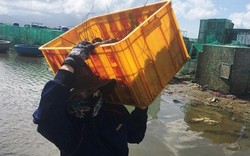 Tôm hùm chết hàng loạt, dân Cam Ranh rầu rĩ bán chạy giá bèo