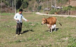 Thăm lại đàn bò Báo Nông thôn ngày nay tặng hộ nghèo biên giới