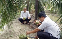 Làm giàu ở nông thôn: Trở thành tỷ phú nhờ dừa xiêm xanh