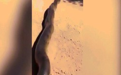 Trêu chọc “trăn khủng nhất thế giới” dài 10m, khiếp đảm sau đó
