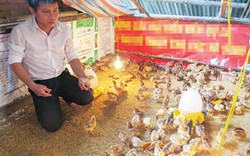 Dự án của Hội giúp sức, nhà nông hào hứng nuôi gà an toàn sinh học
