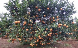 Sơn La: Nổ lực thoát nghèo, làm giàu nhờ trồng cam