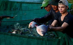 Đã mắt xem dân bắt toàn cá ngon, tươi rói trên cánh đồng Thanh Lam