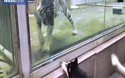 Hổ và chó đối đầu ở vườn thú, hành động khiến ai cũng phải cười