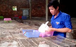 Quảng Nam: Trai trẻ nuôi thỏ, nuôi trùn Ấn Độ vươn lên làm giàu