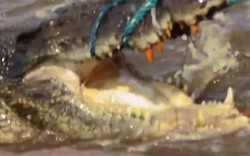 Cận cảnh vây bắt cá sấu nặng nửa tấn ở Philippines