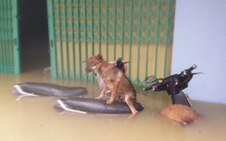 Quảng Nam: Người dân dầm mình trong nước dìu thú cưng đi tránh lũ