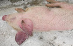 Clip: Bí quyết phòng và điều trị bệnh tai xanh ở lợn không hề khó