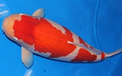Cá Koi - Quốc ngư xứ mặt trời mọc phá kỷ lục với giá gần 2 triệu USD