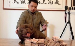 Chiêm ngưỡng loài chó 2,6 tỷ cơ bắp đẹp nhất Trung Quốc của đại gia Biên Hòa