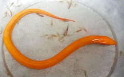Bất ngờ bắt được lươn vàng óng ánh quý hiếm ở ruộng