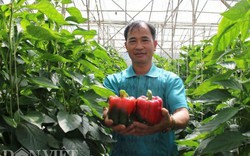 Lâm Đồng: U50 làm giàu nhờ trồng ớt chuông trái đỏ như son