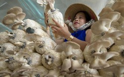 "Đột nhập" trang trại trồng nấm bào ngư lớn nhất huyện đảo Phú Quốc