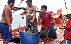 Cà Mau: Nuôi loài cá háu đói giữa trùng khơi, dân đổi đời