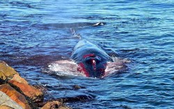 Pháp: Cá voi khổng lồ đẫm máu bơi vào cảng cầu cứu trong tuyệt vọng