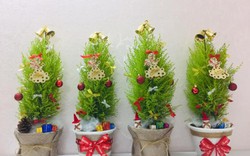 Loại cây có mùi thơm, giá rẻ hơn hoa đang hút khách mùa Noel