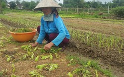 Đà Nẵng: Nông dân khánh kiệt sau trận mưa "một mét nước"
