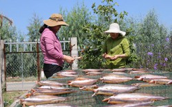 Làm giàu khác người: Khấm khá nhờ làm cá khô đồng