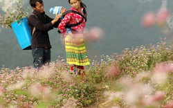 Clip: Mê đắm những đồi hoa tam giác mạch đẹp như tranh ở Hà Giang
