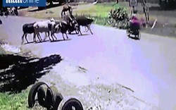 Video: Đang lái xe máy, bị bò lao tới tung cú kungfu ngã bay xuống đường