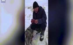 Video: Thợ săn ăn sống tim sói để trả thù gây tranh cãi ở Kazakhstan