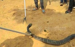 Video: Bắt rắn hổ mang chúa khổng lồ để chụp ảnh, gây phẫn nộ