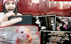 Thí nghiệm trên chuột dự báo sự tuyệt diệt của nhân loại