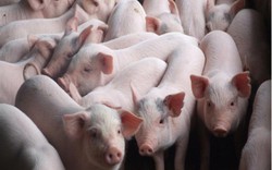 Giá lợn hơi giảm, dự báo thị trường cuối năm vẫn có lợi