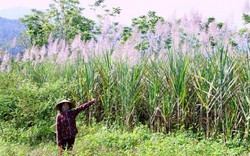 Mía ra hoa trắng xoá như bông lau, nhà nông ngao ngán chờ nhà máy