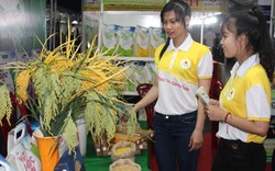 Khai mạc Festival lúa gạo và công bố logo thương hiệu gạo Việt