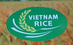 Logo thương hiệu hạt gạo Việt có gì đặc biệt?