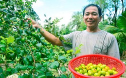 Kiên Giang: Khá giả nhờ nuôi dê ăn lá táo, phân dê bón cây táo, trái ngọt giòn