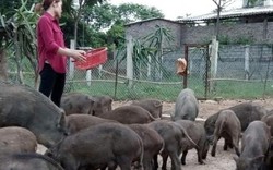 Bỏ công nhân về nuôi loài lợn rừng vươn lên khá giả