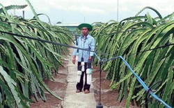 "Thủ lĩnh" Hội Nông dân trồng thanh long thoát nghèo, làm giàu