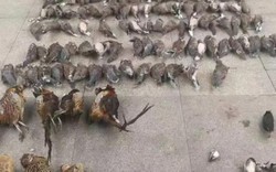 Đầu độc và đông lạnh hơn 400 con chim, người phụ nữ TQ “gặp hạn”