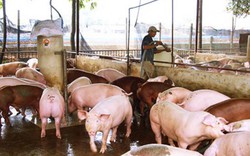 Lợn lớn nhanh, thịt thơm ngon, giảm chi phí nhờ chế phẩm BiOWiSH