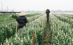 Bắt tay nhau liên kết trồng hoa, nông dân Mỹ Tân thu tiền tỷ