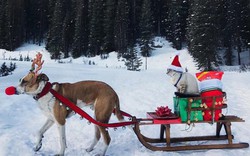 "Cười ra nước mắt" với những hình ảnh hài hước ngày Noel