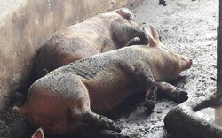 Từ vụ lợn chết vì lở mồm long móng ở Ba Vì: Cục Thú y vội cảnh báo