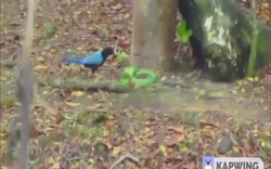 Video: Rắn kịch độc bị chim dùng tuyệt kỹ đánh cho thê thảm đến chết