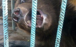 Nga: Đang cho gấu ăn, không ngờ bị lôi vào chuồng cắn đứt lìa cánh tay