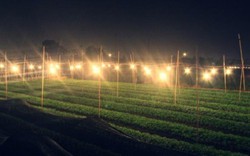 Lâm Đồng: Người trồng hoa lãng phí hàng trăm tỉ đồng tiền điện