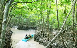 1.1 Tết DL: Khám phá tuyến tham quan xuyên rừng VQG Mũi Cà Mau