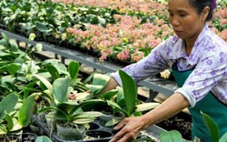 Hà Nội: Nông dân có thu nhập hấp dẫn, bình quân 46 triệu/người/năm