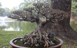 Dàn cây bonsai "nhỏ mà có võ” ở Hà Nội, có cây lên tới hàng tỷ đồng