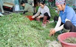 Làm giàu khác người: Tạo việc làm, nghèo nghèo từ "cây lạ"