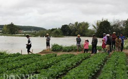 Xả đập thủy điện bất ngờ, hàng trăm hecta hoa màu bị nhấn chìm