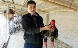 Hưng Yên: Loài gà đầu củ tre, "chân voi" được "ăn ngon, ở ấm" chờ Tết